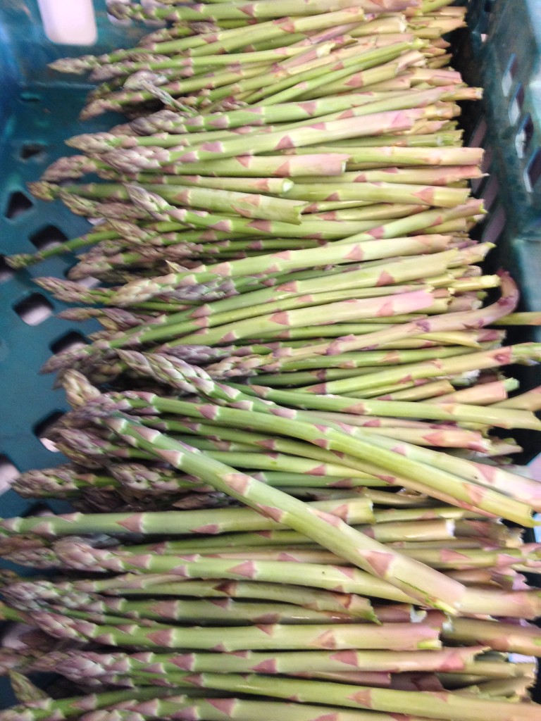 Angleseyasparagus