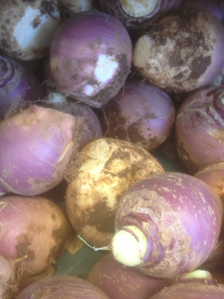 Anglesey homegrown veg