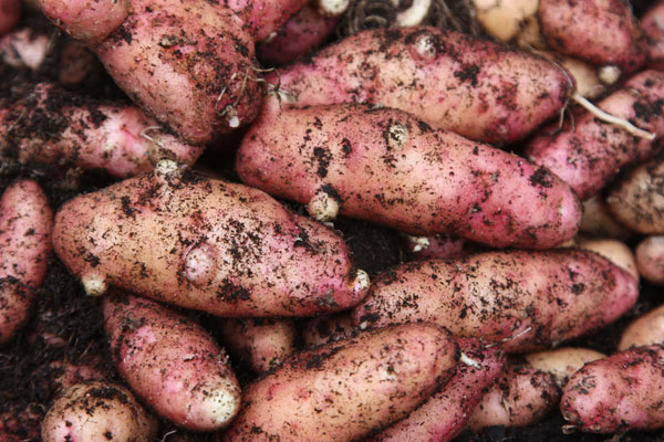 pink fir apple potatoes