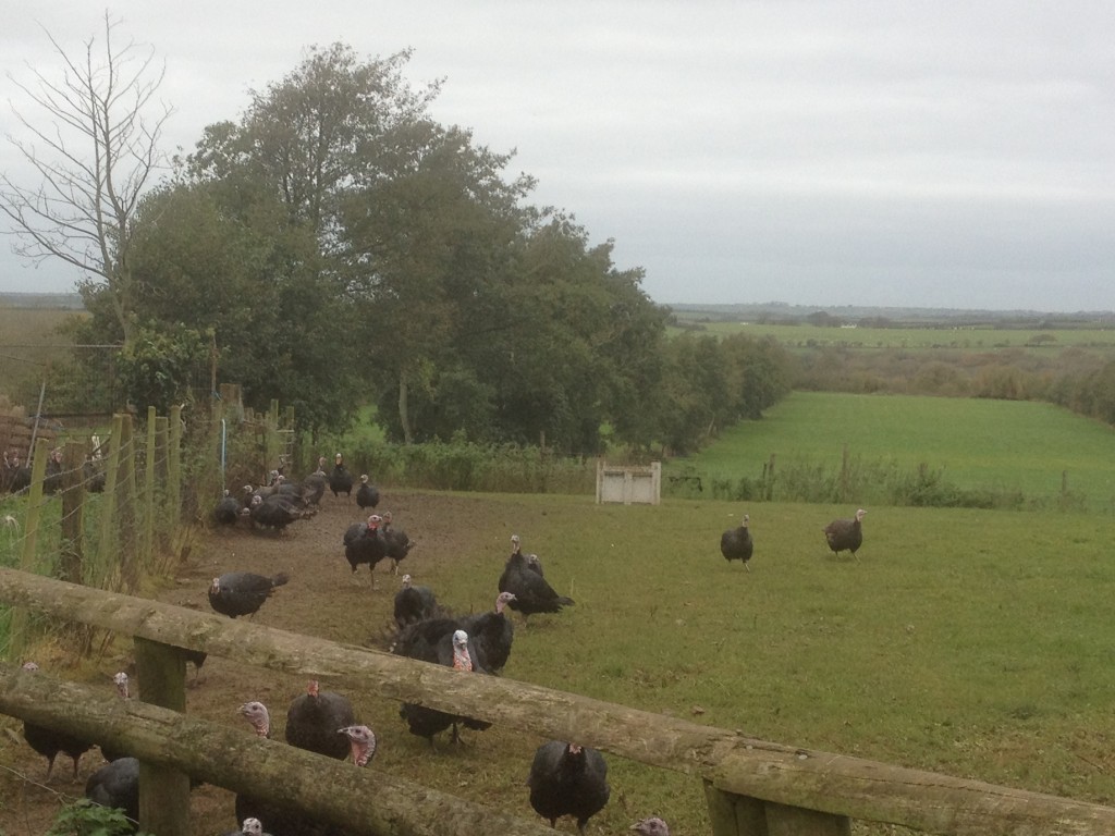 Free Range Turkeys Anglesey