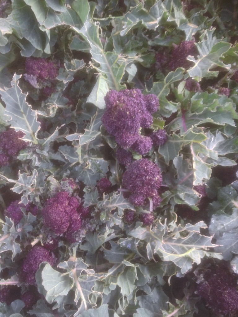 Farm Fresh Veg Anglesey